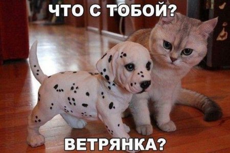 http://s1.anekdoty.ru/uploads/images/funny/list/chto-s-toboj-vetryanka-24-12-2015-list.jpg