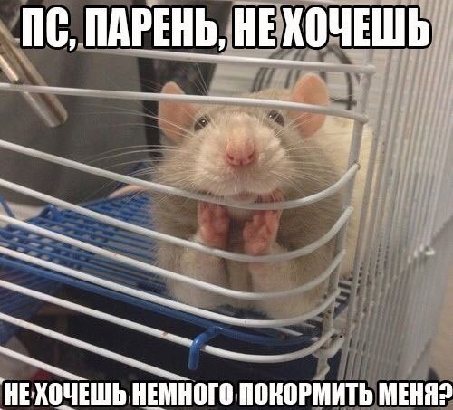 Смешные Фото Крыс